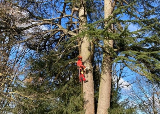 Taille d'arbres